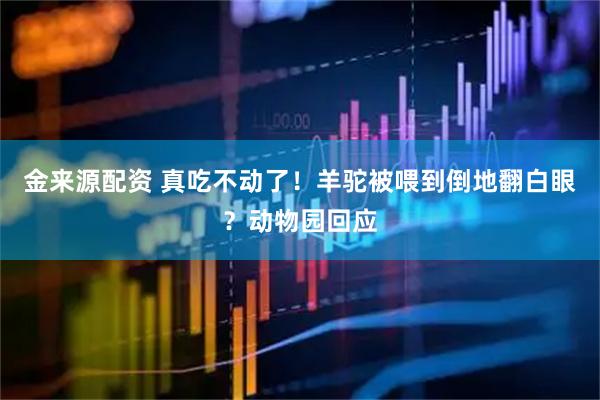 金来源配资 真吃不动了！羊驼被喂到倒地翻白眼？动物园回应
