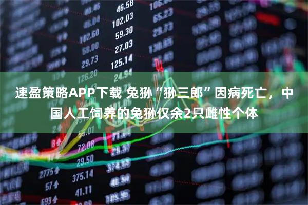 速盈策略APP下载 兔狲“狲三郎”因病死亡，中国人工饲养的兔狲仅余2只雌性个体