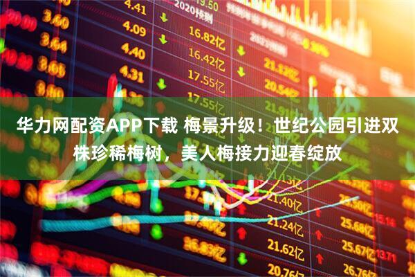 华力网配资APP下载 梅景升级！世纪公园引进双株珍稀梅树，美人梅接力迎春绽放